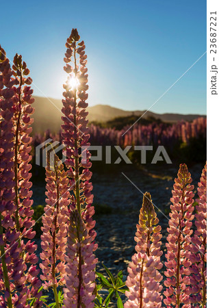 Sunrise over lupines flowers Sunrise over lupines flowers 23687221