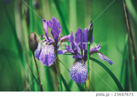 Iris flower in nature 23687673