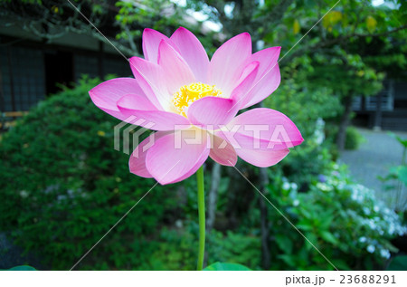 高野山の蓮の花 23688291