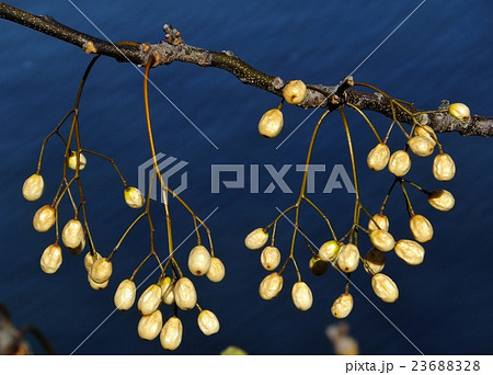 栴檀の白い実　枝についている様子 23688328