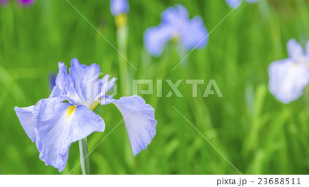 花菖蒲　16：9 23688511
