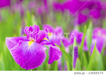 花菖蒲 花菖蒲 23688573