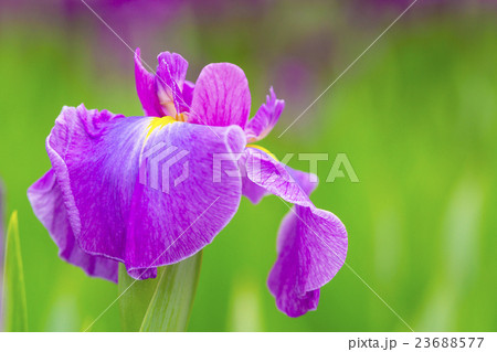 花菖蒲 23688577