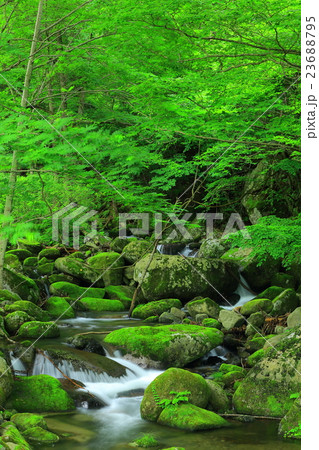 世界遺産　橋野高炉跡　渓流 23688795