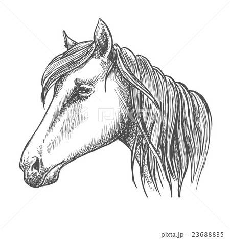 Riding horse head sketch for equine sport design 23688835