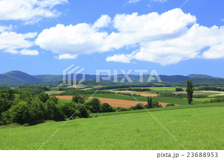 北海道　美瑛町　ポプラのある田園風景 23688953