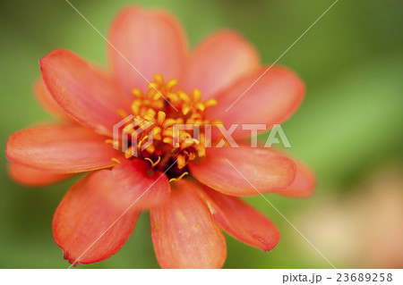 百日草 百日草 23689258