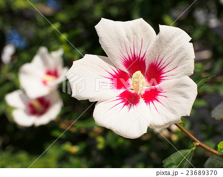 ムクゲ 23689370
