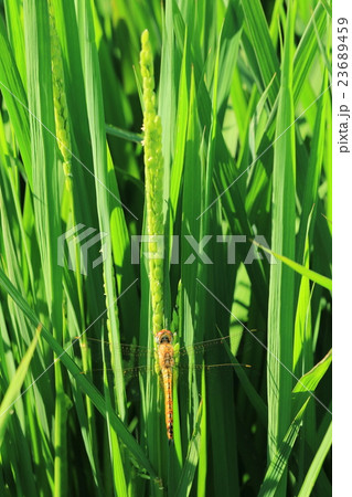 稲穂とウスバキトンボ 稲穂とウスバキトンボ 23689459