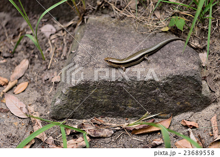 カナヘビ 23689558