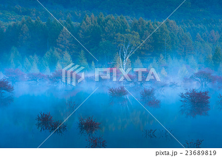 夜明けの貴婦人 夜明けの貴婦人 23689819