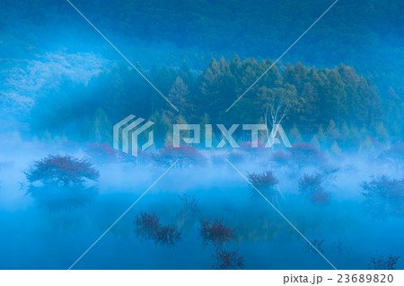 夜明けの貴婦人 23689820