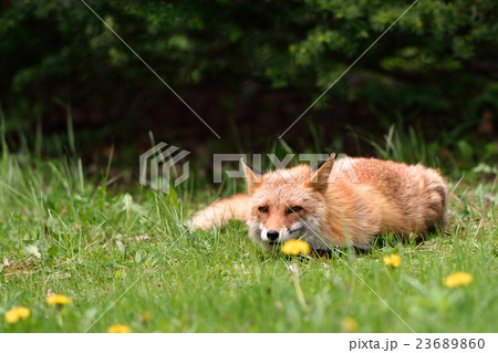 リラックスタイム リラックスタイム 23689860