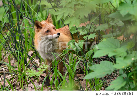 キタキツネ キタキツネ 23689861