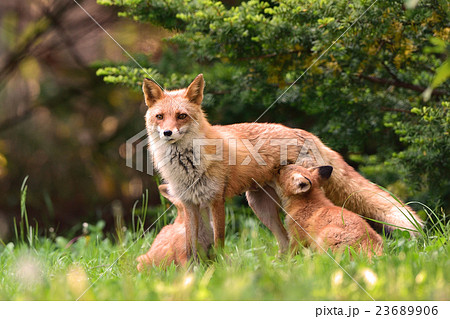 キタキツネの親子 23689906
