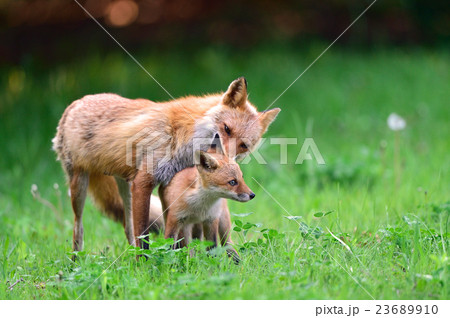 優しいお母さんの写真素材