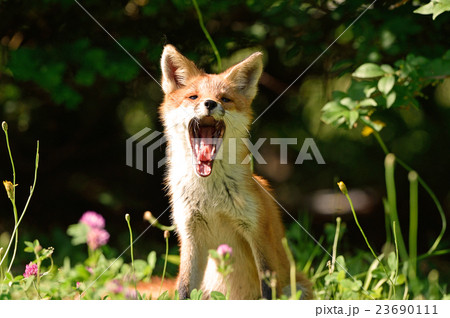 歯科検診 23690111