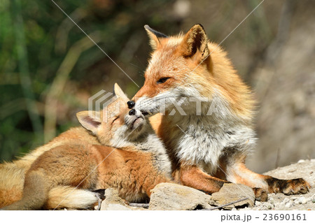 幸せなひととき 23690161