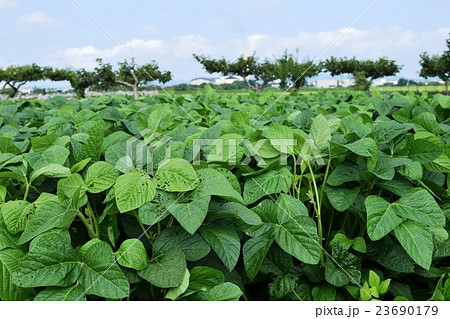 だだちゃ豆畑 だだちゃ豆畑 23690179
