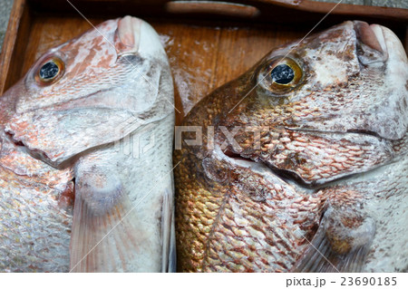 魚釣り趣味、太公望の釣果（１０） 23690185