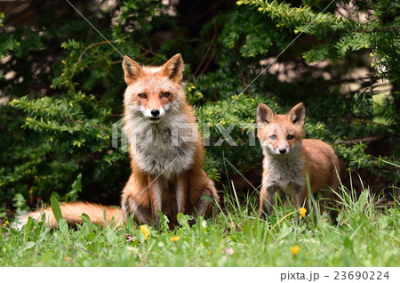 記念写真 23690224