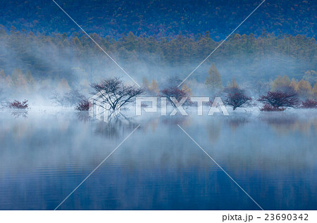早朝の小田代ヶ原 早朝の小田代ヶ原 23690342