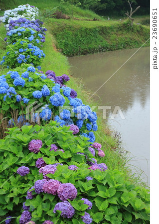 田植の準備　坂元棚田 23690651