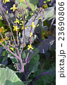 紫芽キャベツの花 23690806