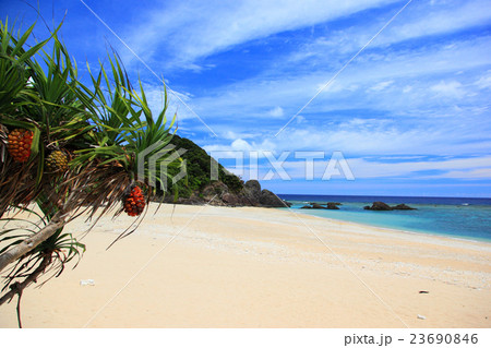 徳浜とアダン 23690846