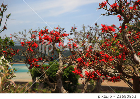 満開のデイゴ 23690853
