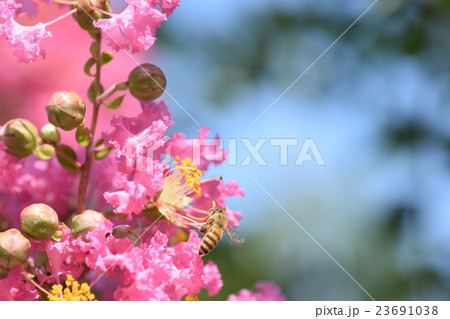 ミツバチとサルスベリの花(ピンク) ミツバチとサルスベリの花(ピンク) 23691038