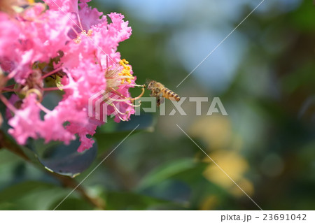 ミツバチとサルスベリの花(ピンク) ミツバチとサルスベリの花(ピンク) 23691042