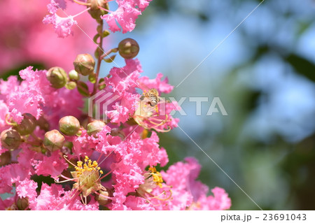 ミツバチとサルスベリの花(ピンク) ミツバチとサルスベリの花(ピンク) 23691043