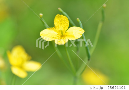 クサノオウ クサノオウ 23691101