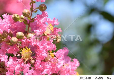 ミツバチとサルスベリの花（ピンク） 23691103