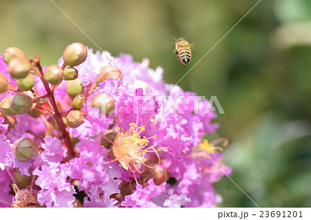ミツバチとサルスベリの花（ピンク） 23691201