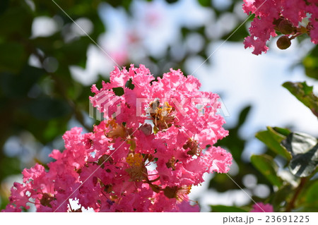 ミツバチとサルスベリの花（ピンク） 23691225