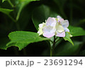 紫陽花 23691294