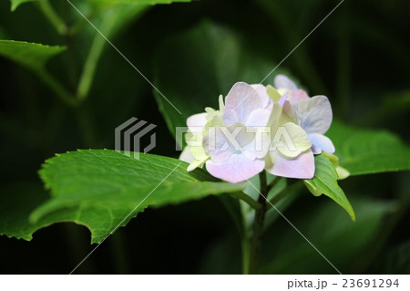 紫陽花 紫陽花 23691294
