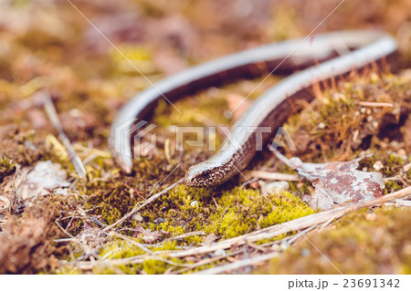Slow Worm or Blind Worm, Anguis fragilis Slow Worm or Blind Worm, Anguis fragilis 23691342