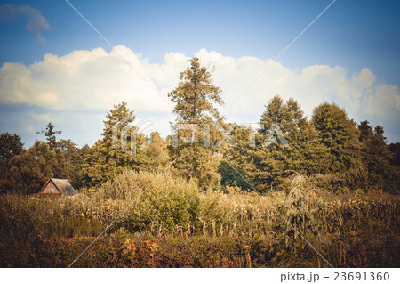 trees, bushes, grass summer sky with white clouds trees, bushes, grass summer sky with white clouds 23691360