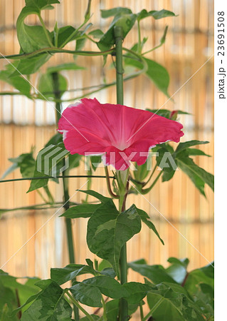 朝顔Ⅰ 23691508