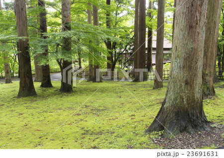 苔むす杉林 苔むす杉林 23691631