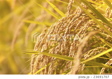 秋の稲穂 秋の稲穂 23691707