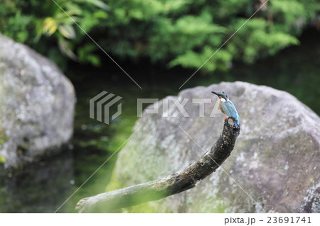 カワセミ 23691741