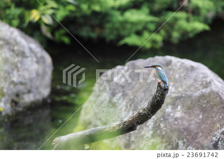 カワセミ 23691742