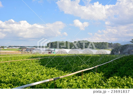 大規模セロリ畑と水撒き 長野県原村の写真素材