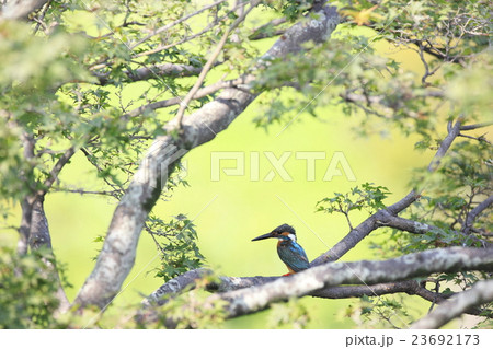 カワセミ 23692173