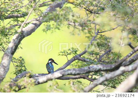 カワセミ 23692174