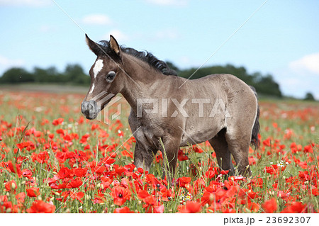 Amazing arabian foal running in red poppy field Amazing arabian foal running in red poppy field 23692307